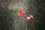 花朵 下雨