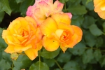 玫瑰花