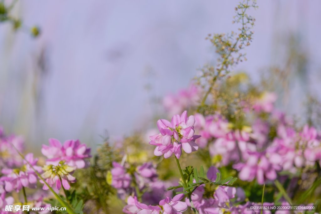 花卉