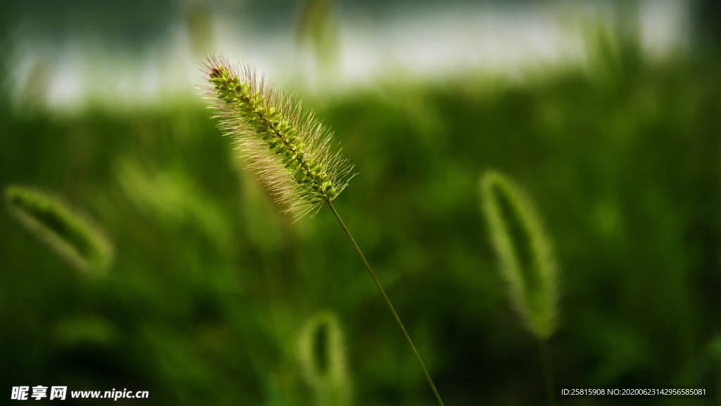 狗尾巴草稗子草图片