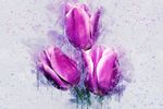 郁金香花插画