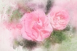 插画花