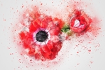 插画花