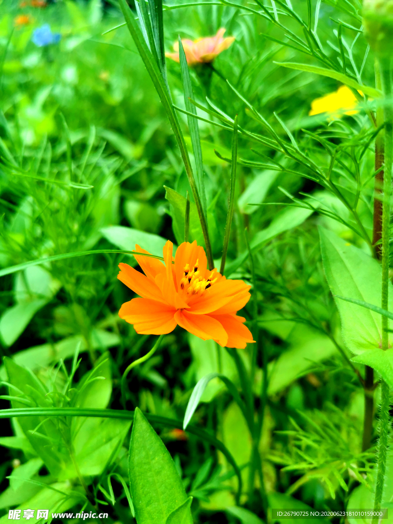 花草
