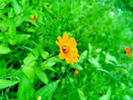 花草