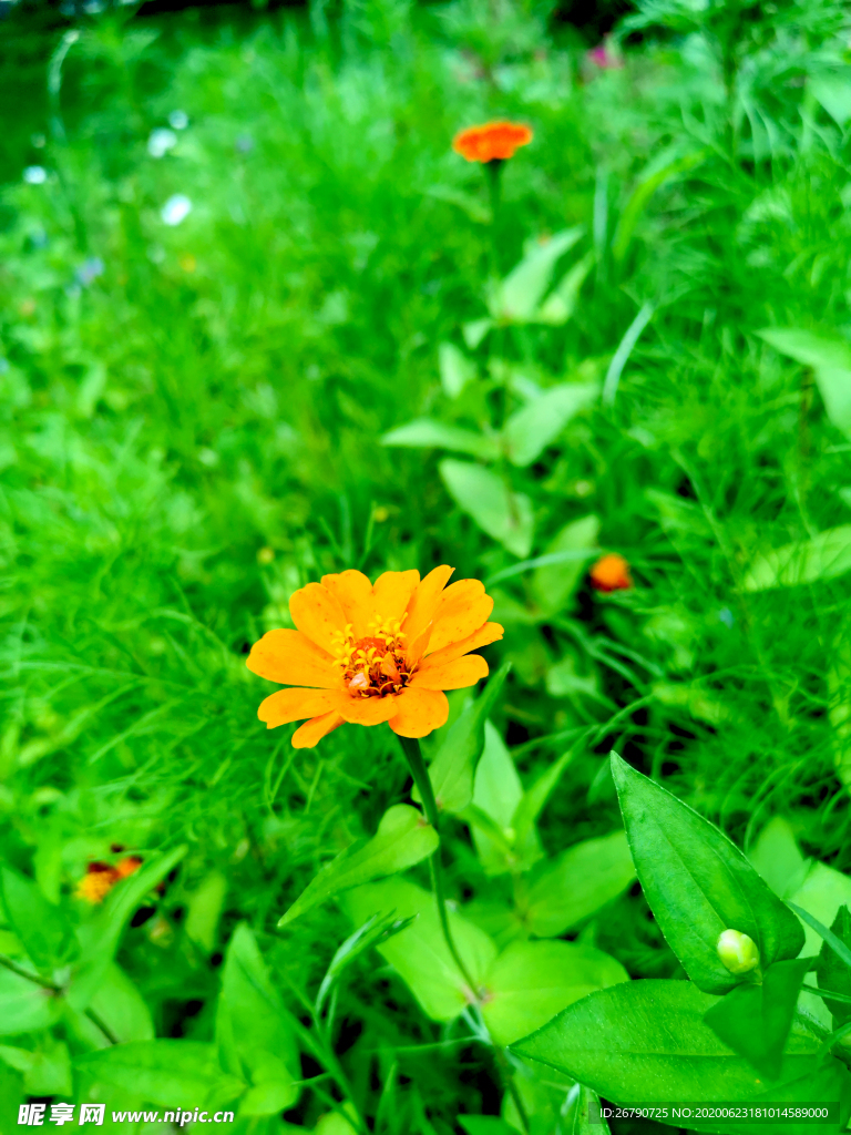 花草