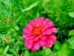 花草