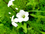 花草