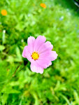 花草