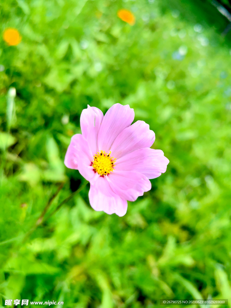 花草