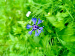 花草