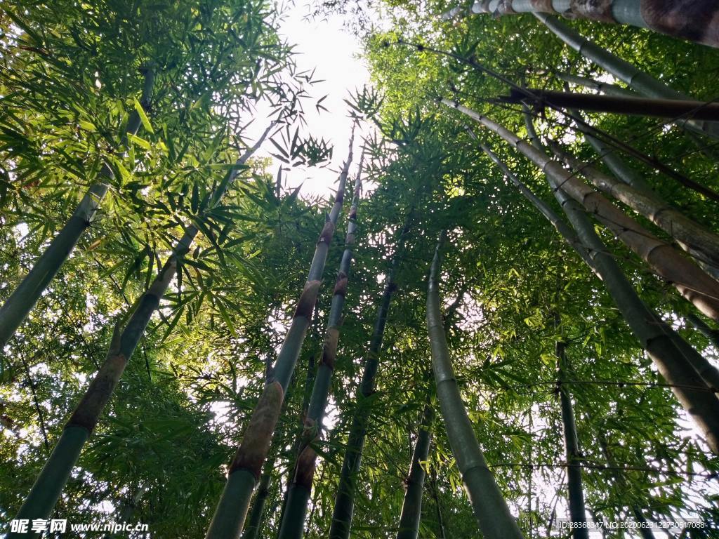 竹子