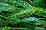 水稻