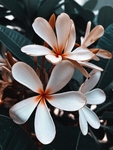 花卉