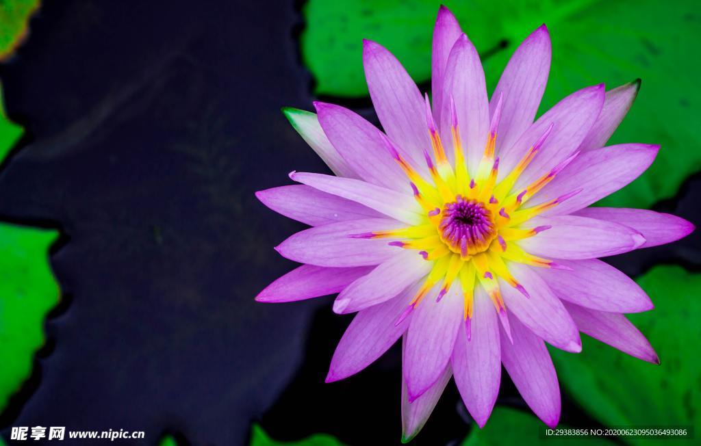 莲花