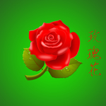玫瑰花