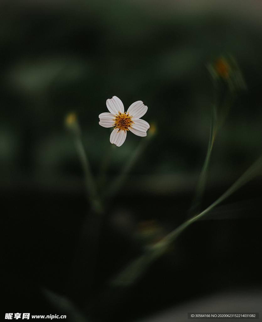 清新生态自然森林花朵背景素材