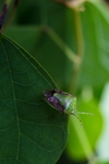 昆虫