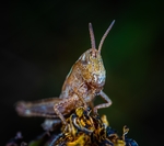 昆虫