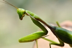 昆虫