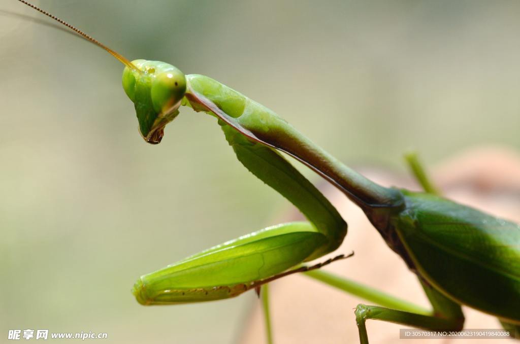 昆虫