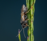 昆虫