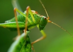昆虫
