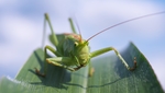 昆虫