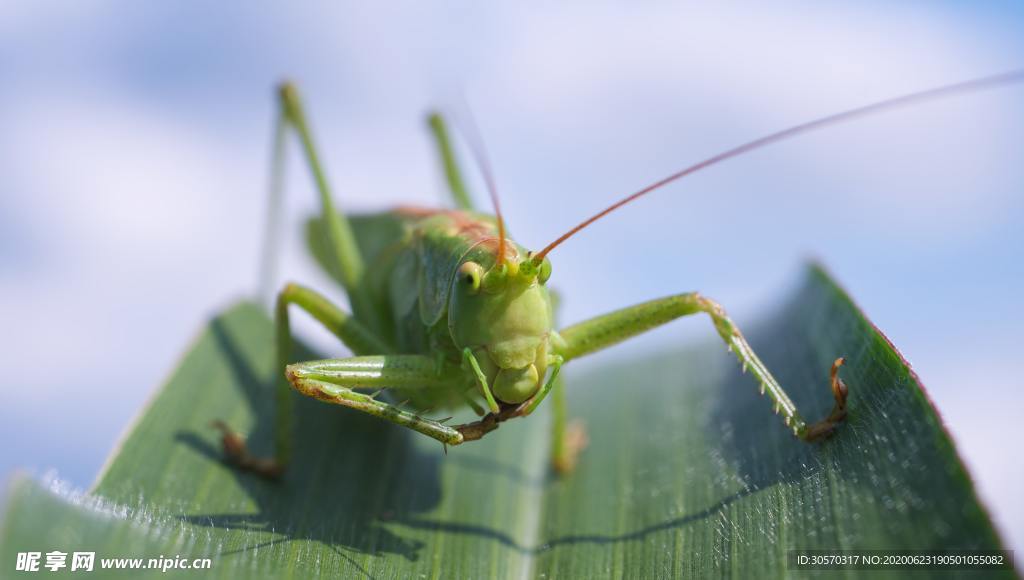 昆虫