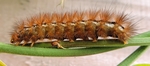 虫子