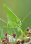 昆虫