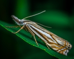 昆虫