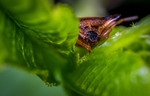 昆虫