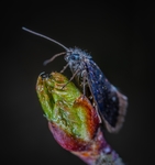 昆虫