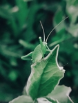 昆虫