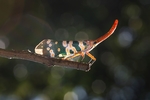 昆虫