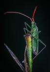 昆虫