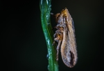 昆虫