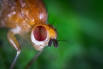 昆虫