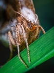 昆虫