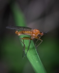昆虫