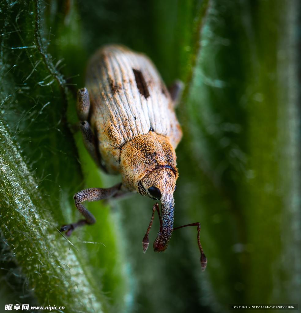 昆虫