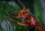 昆虫