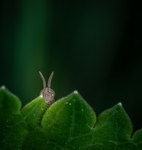 昆虫