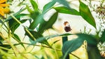 昆虫