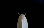 昆虫