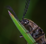昆虫