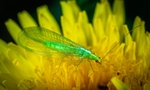 昆虫