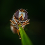 昆虫