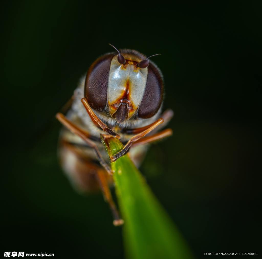 昆虫